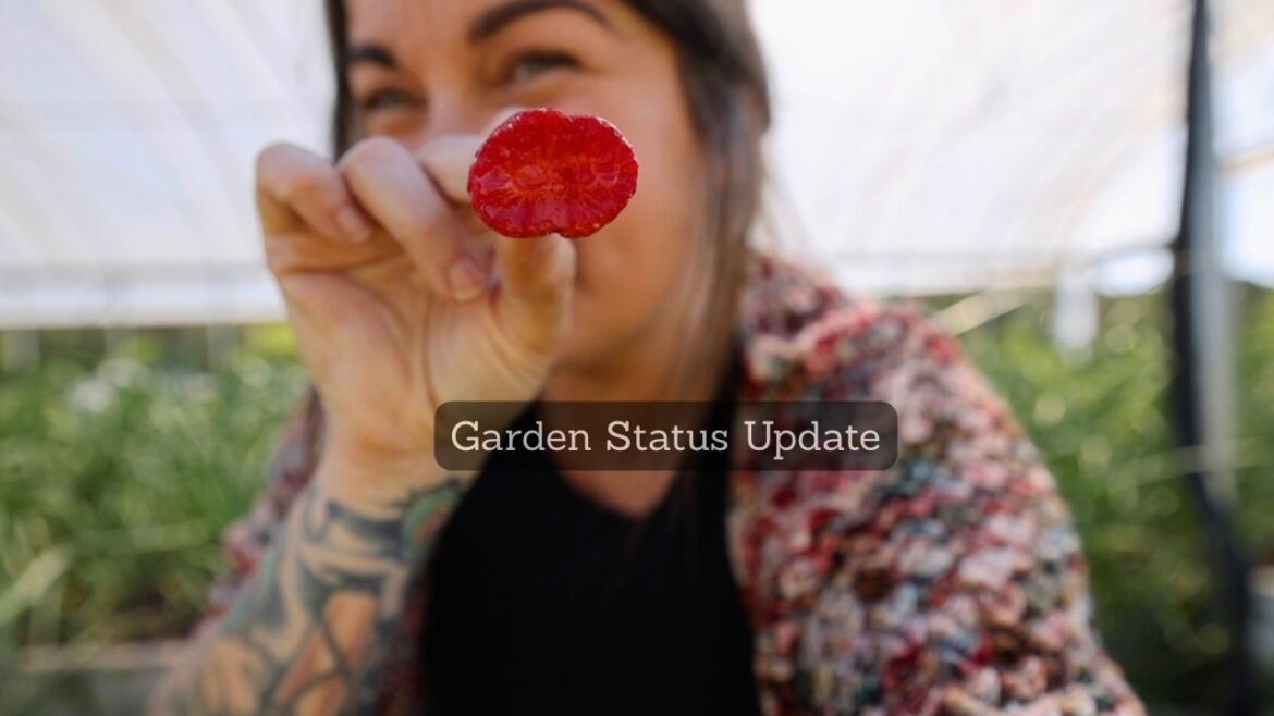 Roots and Refuge Farm: Struggles, Harvests, Wins and Plans (My garden status tour) Struggles, Harvests, Wins and Plans (My garden status tour)