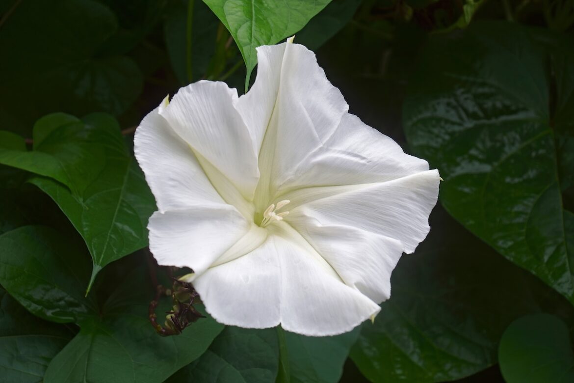 10 Big Flowers That Bring the “Wow” Factor to Gardens Every Time 10 Big Flowers That Bring the "Wow" Factor to Gardens Every Time