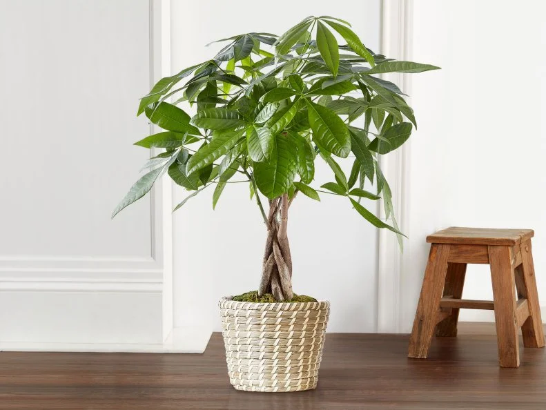 Money Tree A money tree in a pot beside a wall and a stool