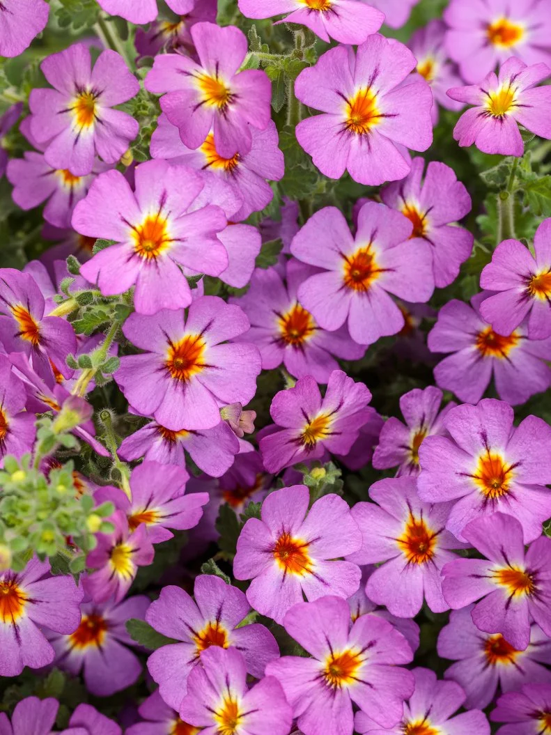 South African Phlox 'Safari Dusk' A close-up of South African Phlox 'Safari Dusk' flowers