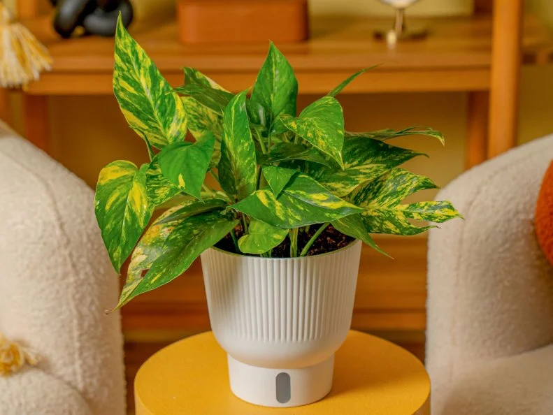 Pothos 'Yellow Sunrise' A 'Yellow Sunrise' pothos in a pot on a side table
