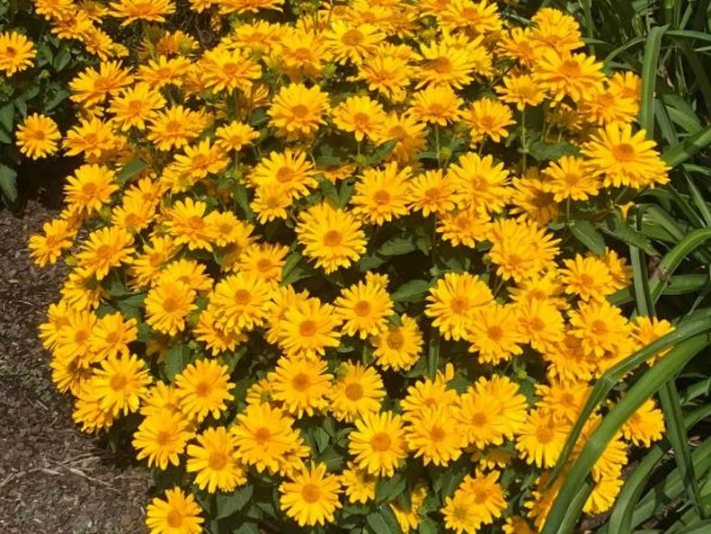 Heliopsis 'Sole Giatto' (False Sunflower) A close-up of Heliopsis 'Sole Giatto'