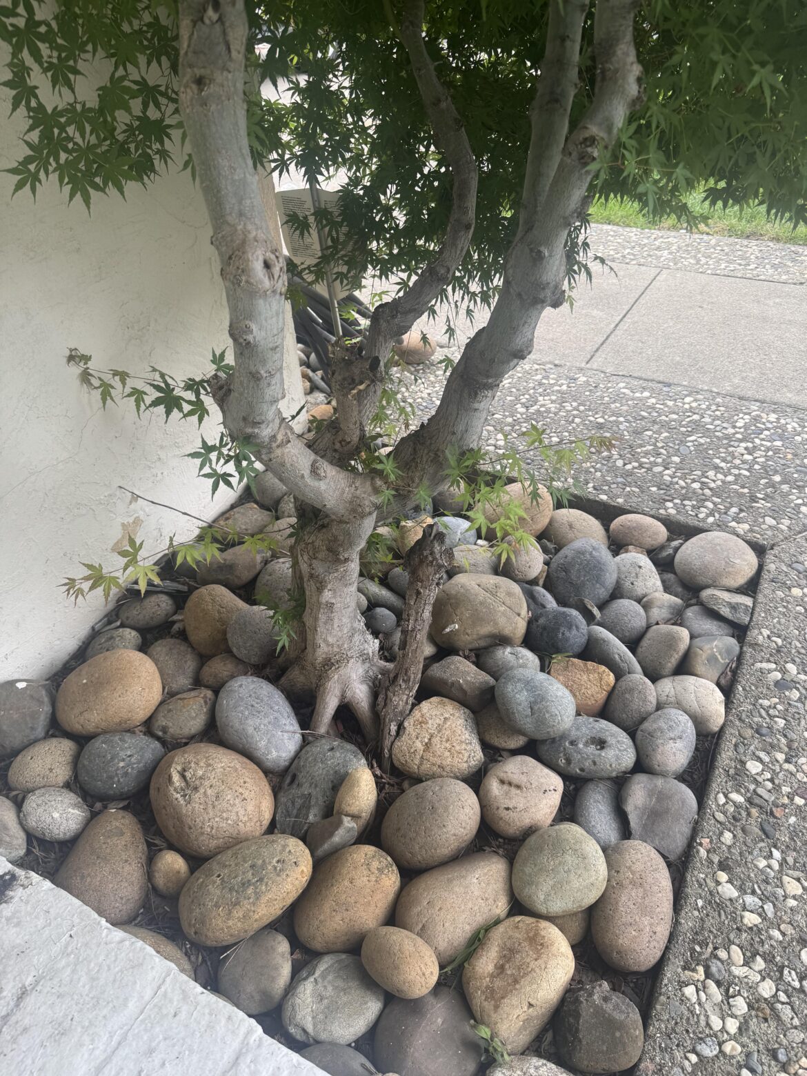Transplanting Japanese maple tree, how hard will it be?