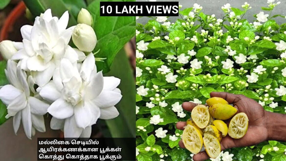மல்லிகை செடியில் ஆயிரக்கணக்கான பூக்கள் பூக்கா இதை கொடுங்கள்-#gardening #maligaipoo#shortvideo