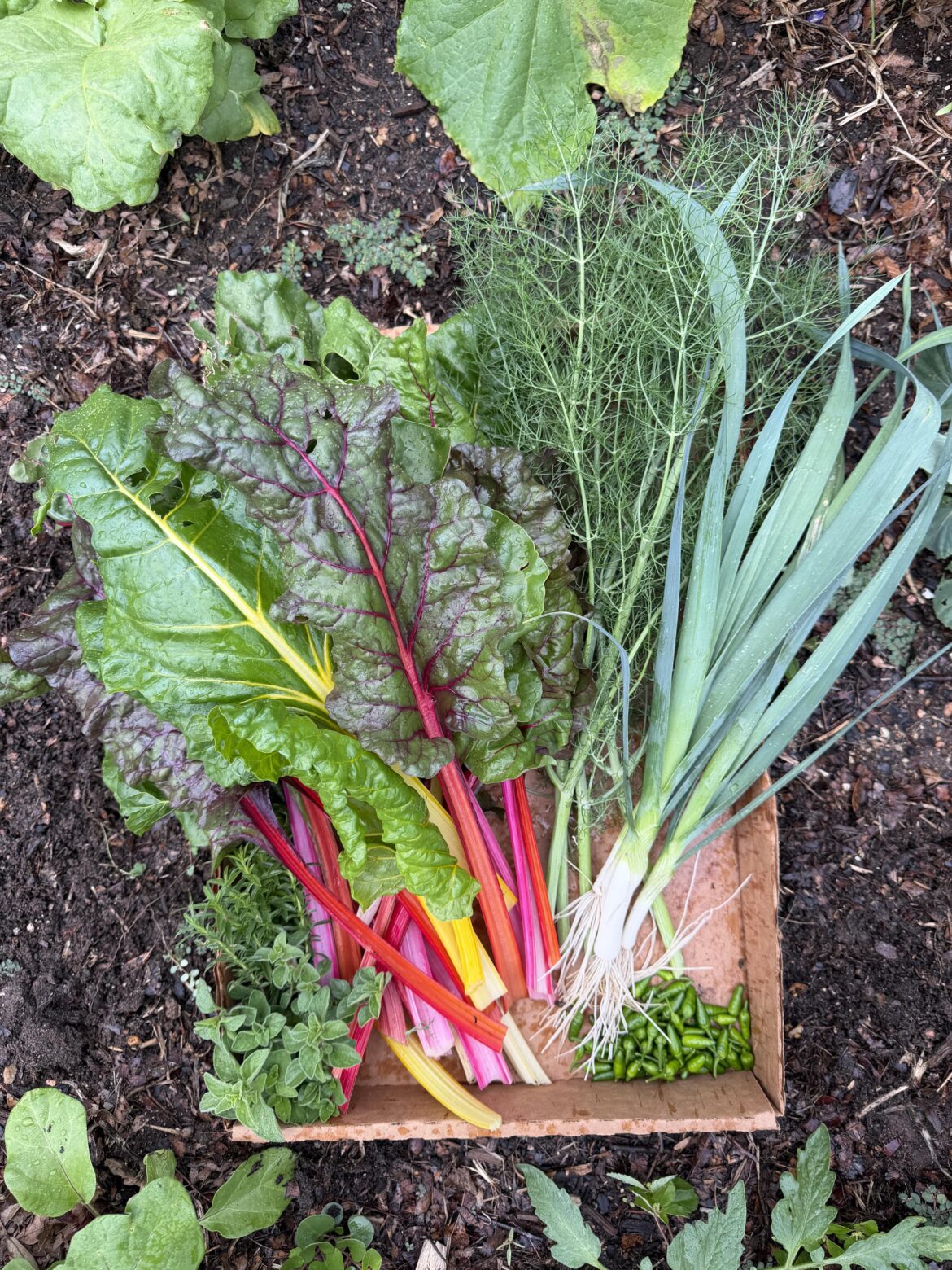 Super vibrant harvest today!! Garden is loving the rain