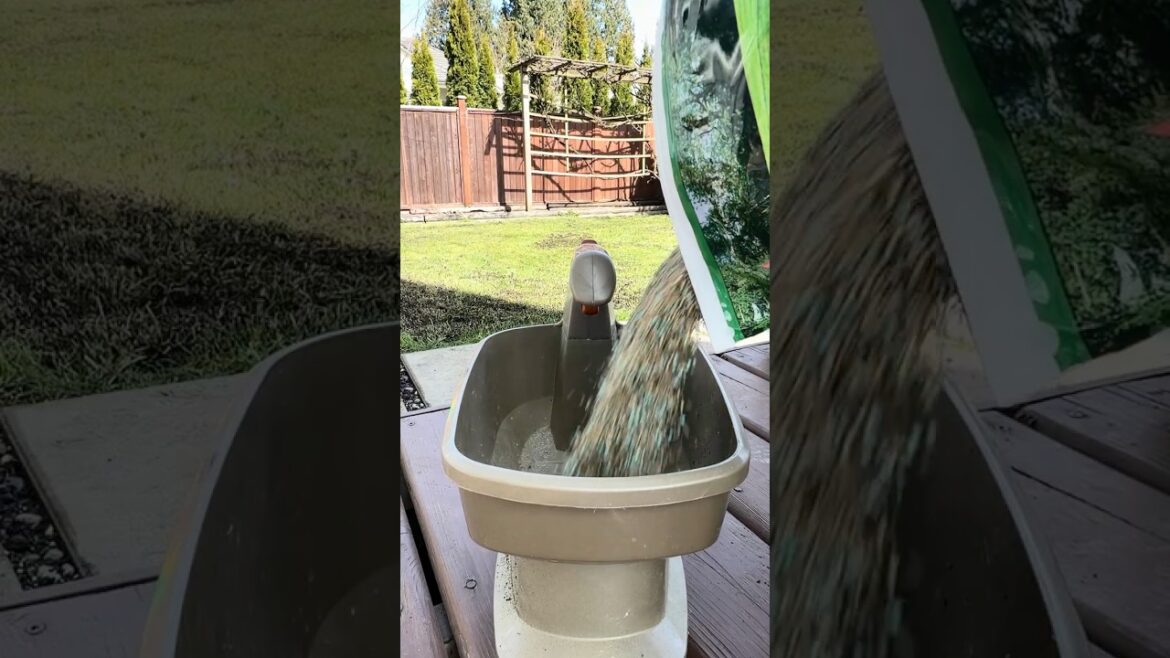 My son and myself worked on our  Lawn transformation in 5 Steps #viralshots #spring #lawncare