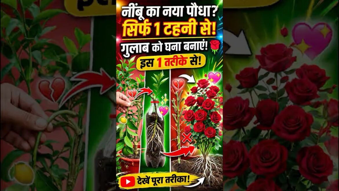 Grow Rose And Lemon plants by cutting - using this method of planting. #shorts