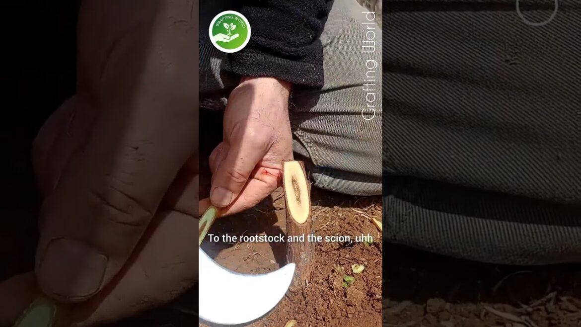 The Best Grafting Method to Grow Perfect Grapes The Best Grafting Method to Grow Perfect Grapes