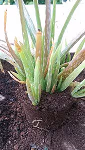 Aloe Vera parent plant