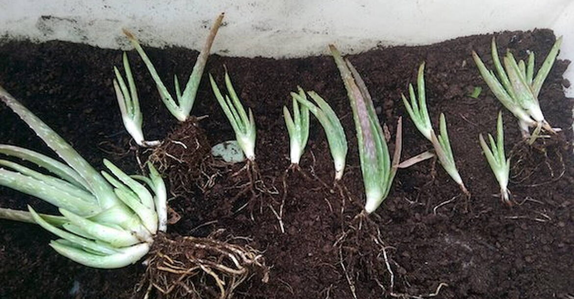 GARDENING WITH GARETH - CREATING MORE PLANTS FOR FREE!