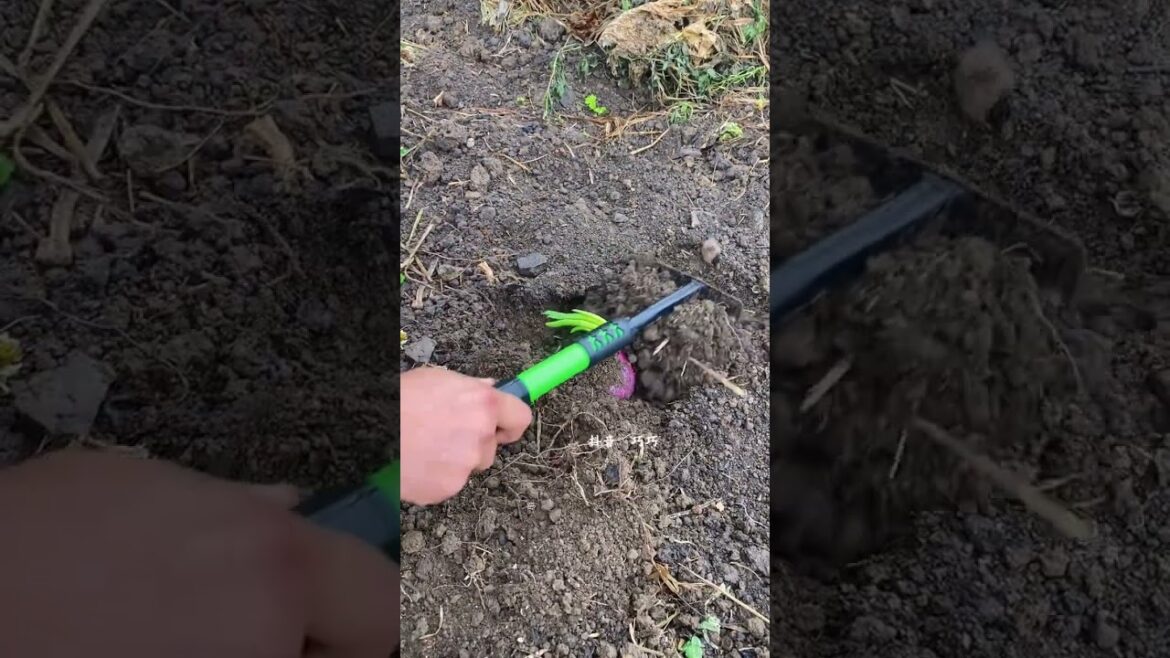 Plant Onions The Perfect Sowing Time
