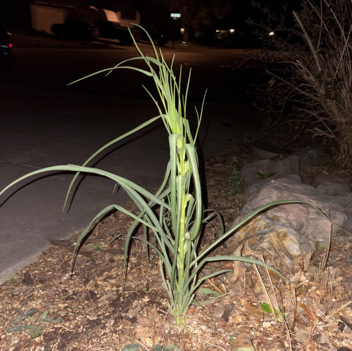 Is this a garlic scape that randomly showed up in my front yard?