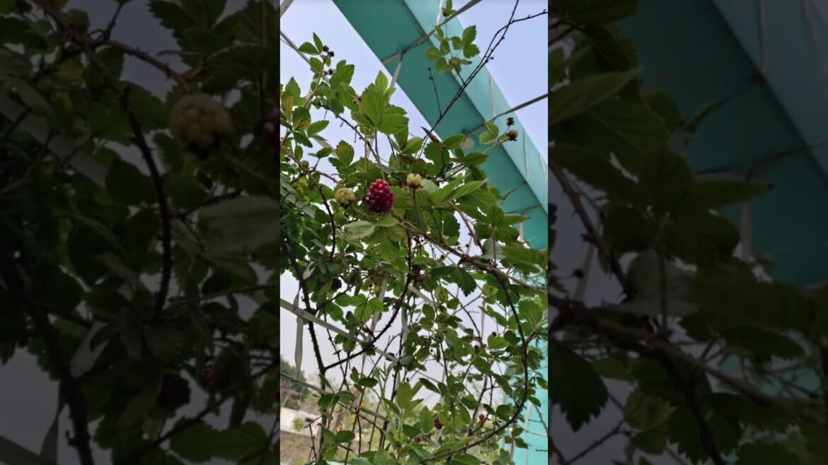 Terrace Gardenening #trends #shorts #garden #youtubeshorts #viral