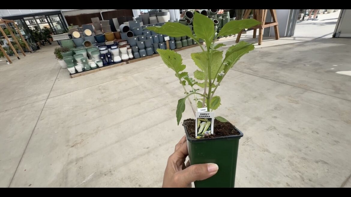 When the Plan Doesn’t Work (Garden Update)