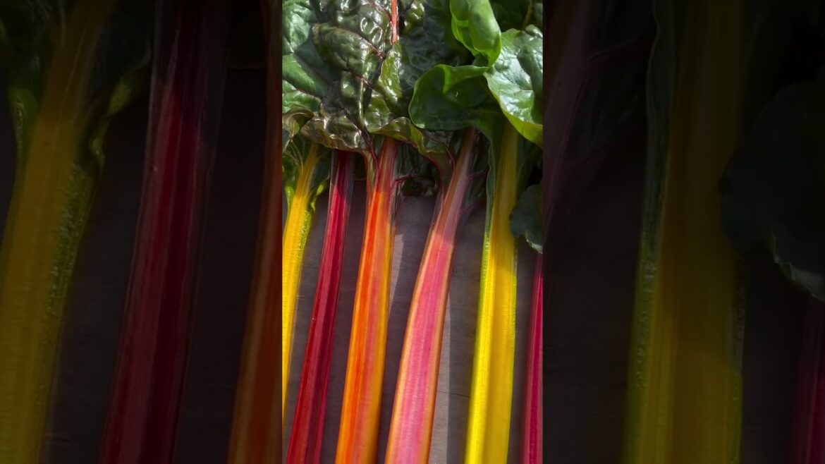 Growing a Rainbow! 🌈 How to Grow Silverbeet & Swiss Chard
