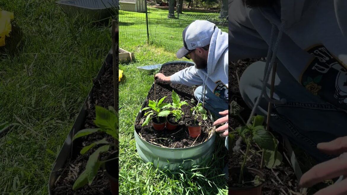 Super Hot Peppers Death Spiral