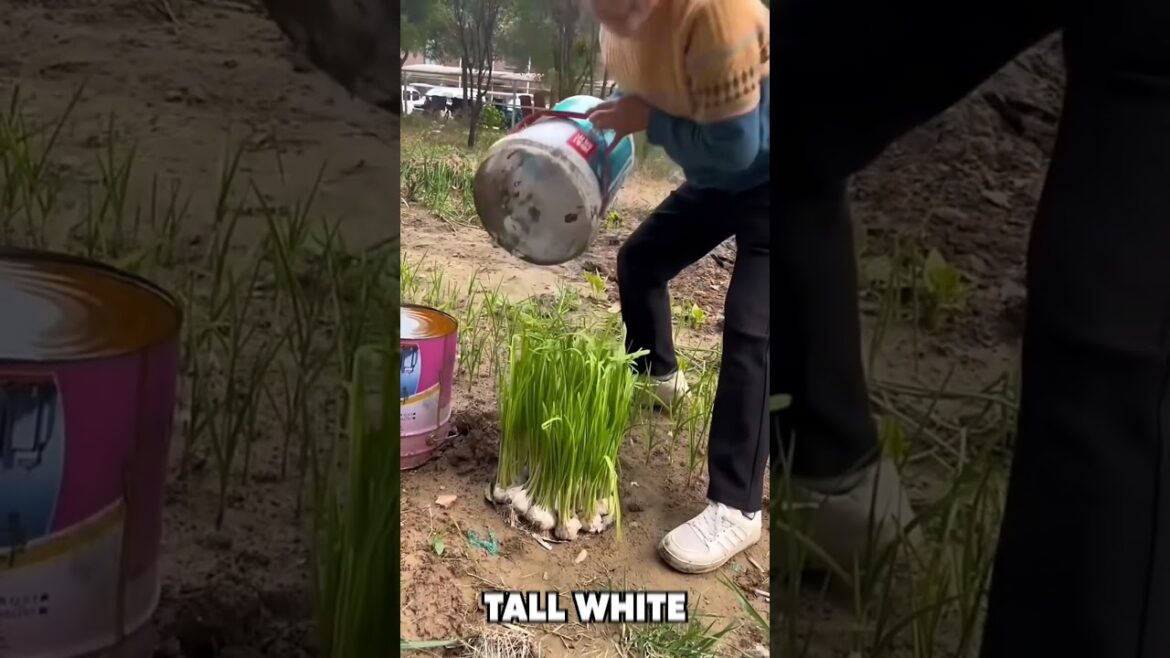 Growing Garlic BACKWARDS (In Total Darkness) 🌱 #gardening #shorts Growing Garlic BACKWARDS (In Total Darkness) 🌱 #gardening #shorts