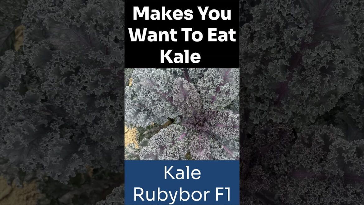 All-America Selections Flowers & Vegetables: “It Made Me Want to Eat Kale”—And the Deer Proved It #garden #aaswinner #gardening #food #kale “It Made Me Want to Eat Kale”—And the Deer Proved It #garden #aaswinner #gardening #food #kale