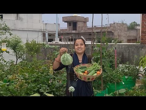 इतनी गर्मी में छत पर बने गार्डन से मिल रही टोकरी भरकर सब्जियां | Terrace Garden Summer Harvest इतनी गर्मी में छत पर बने गार्डन से मिल रही टोकरी भरकर सब्जियां | Terrace Garden Summer Harvest