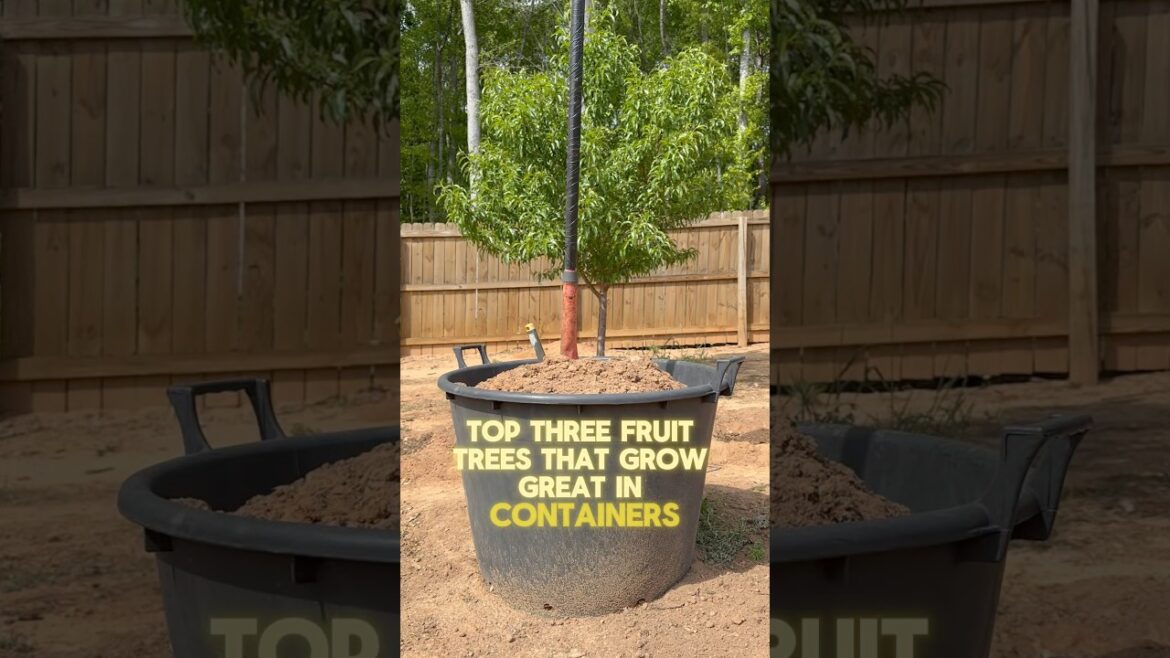 3 Fruit Trees that Grow Great in Containers… And Why Others Fail #short #garden #gardening