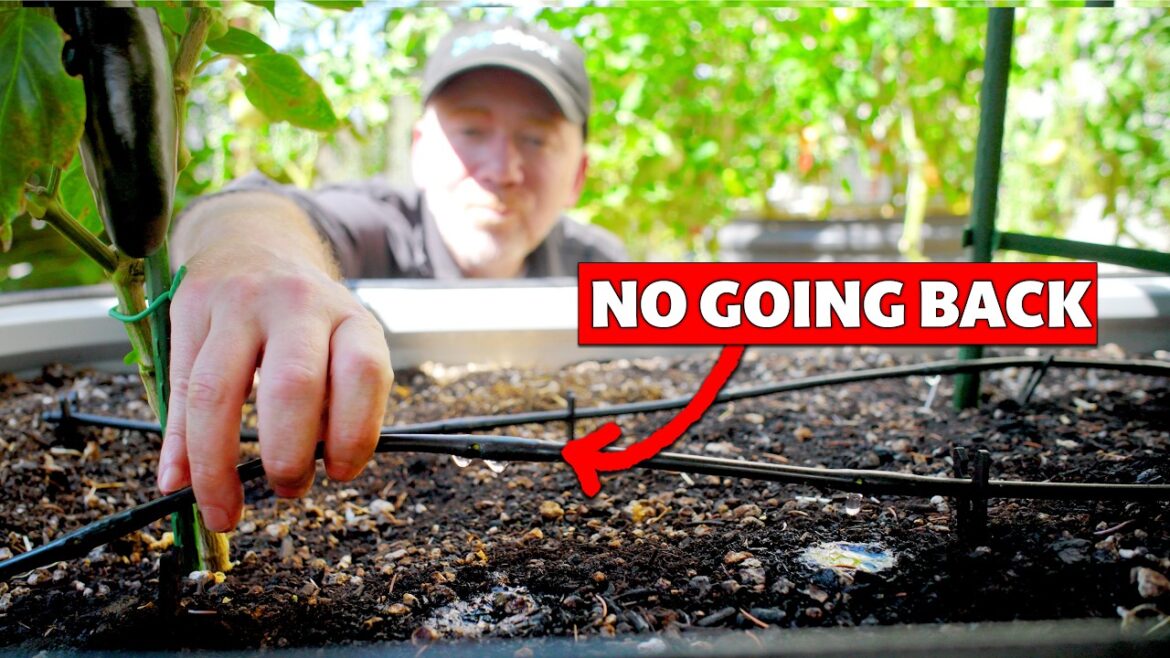 Drip Irrigation Basics for Raised Bed Gardens (Beginner’s Guide) Drip Irrigation Basics for Raised Bed Gardens (Beginner's Guide)