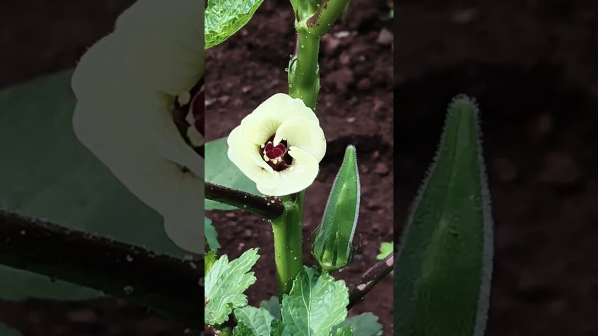 gardening bigganer tips #shortsfeed #youtubeshorts #viral #channelpages #shorts