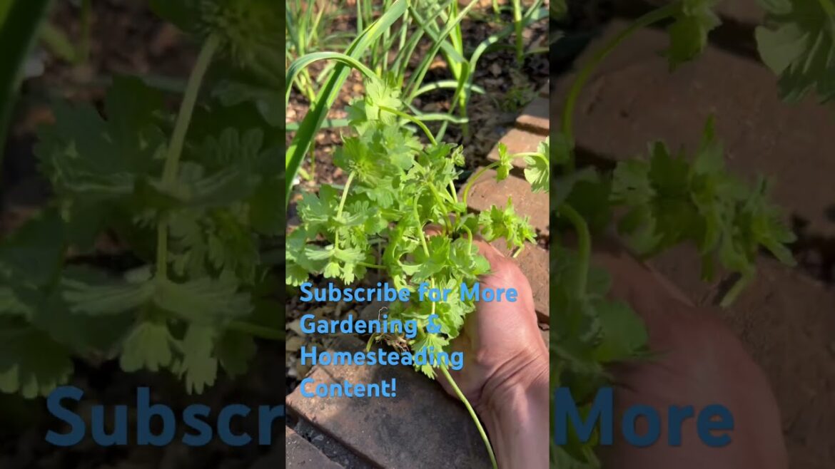 Henbit - Nutritious “Weed” for Chickens