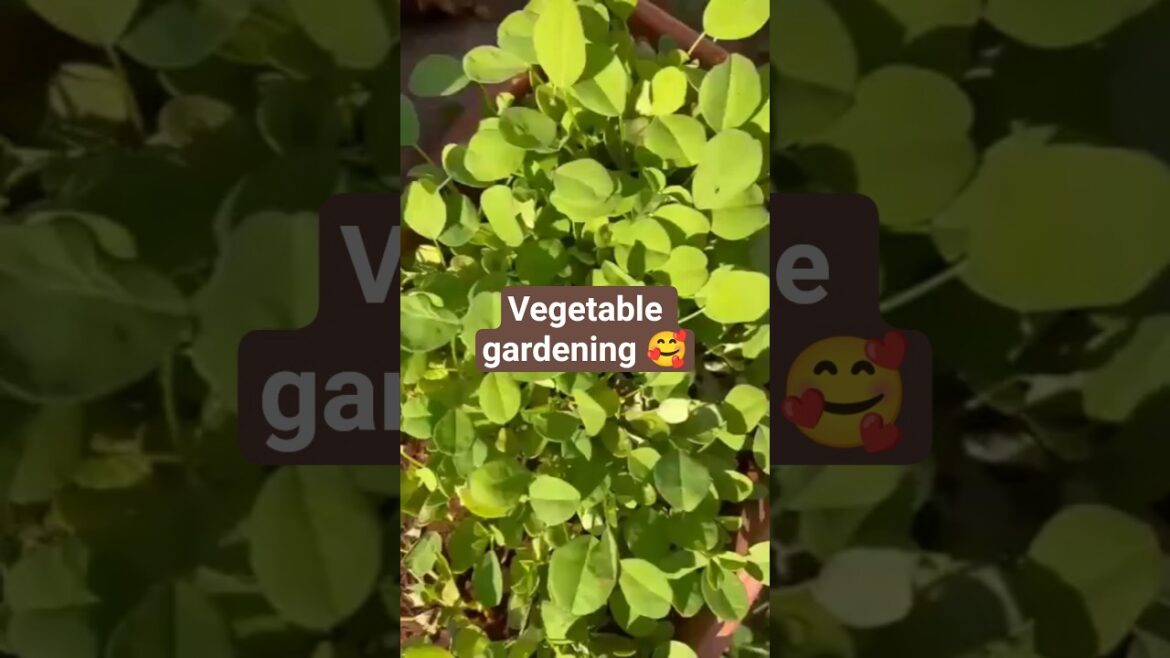 Vegetable gardening 😀