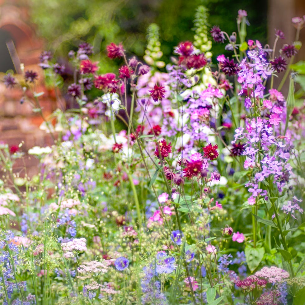 vibrant wildflower garden with a rustic brick background