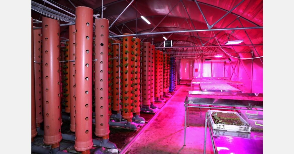 Edible Garden secures $2.66 million in funding to aid facility development Edible Garden secures $2.66 million in funding to aid facility development