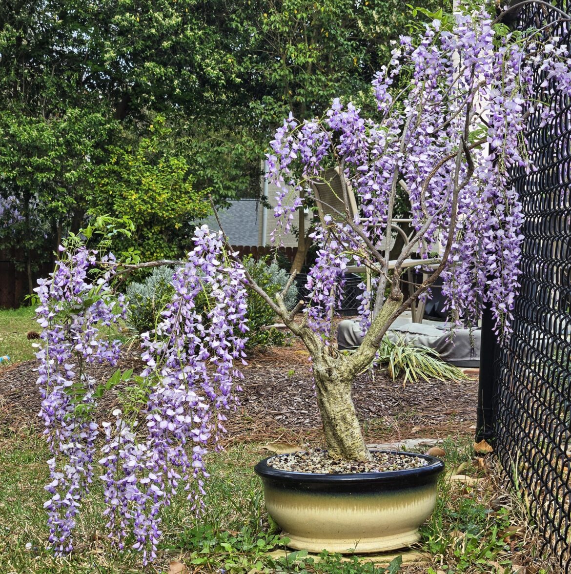 Wisteria yamadori project