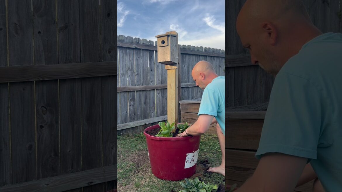 DIY Garden Hack: Protect Your Berries and Grow More Food #diy #garden #berries
