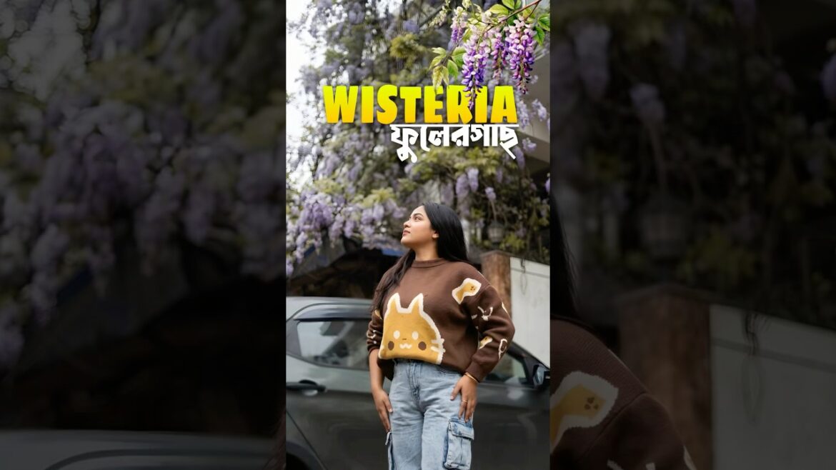 দার্জিলিং এর ১৫০ বছরের পুরোনো WISTERIA গাছ 🪻😭✨ #lifestyle #minivlog #shorts #gardening #bengali দার্জিলিং এর ১৫০ বছরের পুরোনো WISTERIA গাছ 🪻😭✨ #lifestyle #minivlog #shorts #gardening #bengali
