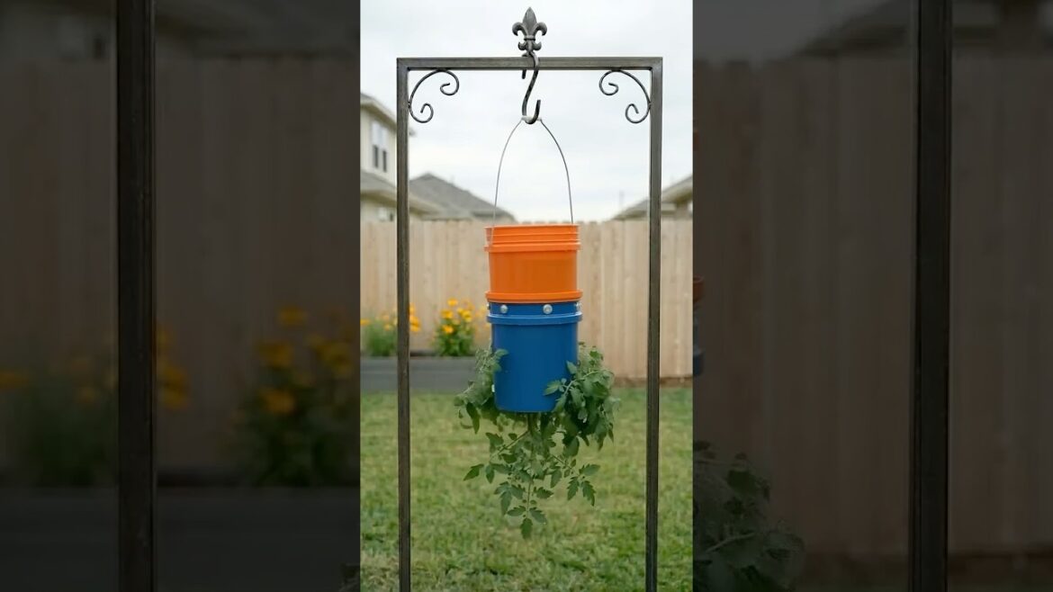 Don't Toss That Bucket! Double-Bucket Upside-Down Tomato #shorts #tomatohack