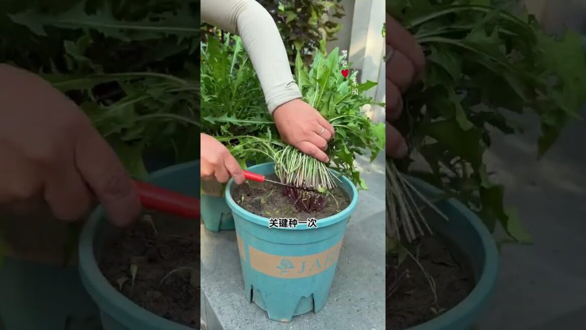 Top 5 Healthy Vegetables to Grow at Home for a Nutritious Garden Top 5 Healthy Vegetables to Grow at Home for a Nutritious Garden