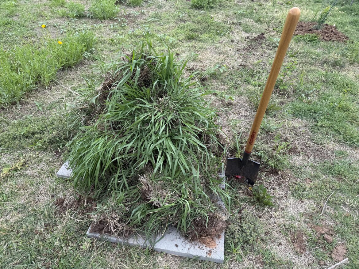 Don’t worry pollination nation! I used my anger towards r/lawncare for banning me to rid my yard of THIS much dallisgrass! Let the invasives FEEL your hatred! (Concrete pad is 4’x4’ with a corner square missing)
