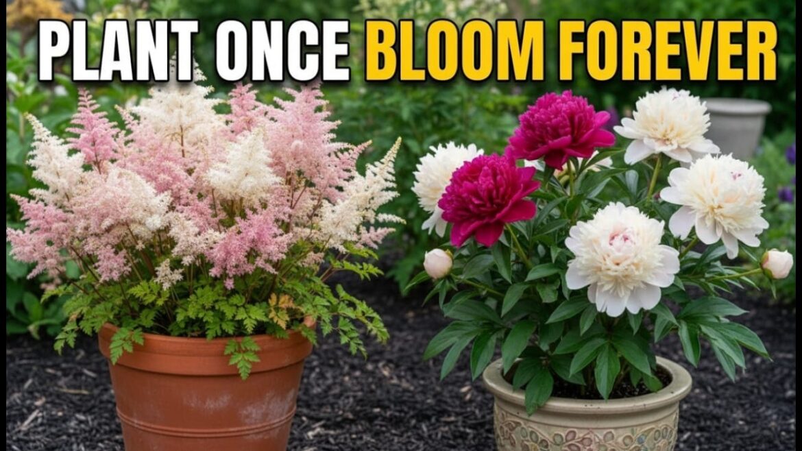 15 Easiest Perennials for Container Gardening🌿 (Low Effort, Big Impact!) 15 Easiest Perennials for Container Gardening🌿 (Low Effort, Big Impact!)