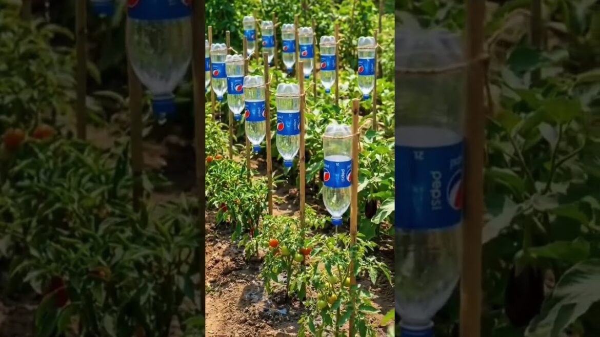 Beat the heat ☀️Simple bottle drip system keeps plants alive!”