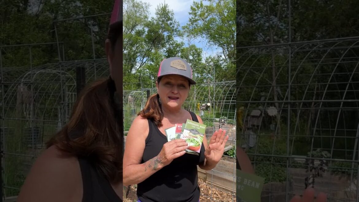 Pole Beans and Tomatoes are Great Companions in the Garden #garden #gardeningtips #beans #growfood Pole Beans and Tomatoes are Great Companions in the Garden #garden #gardeningtips #beans #growfood