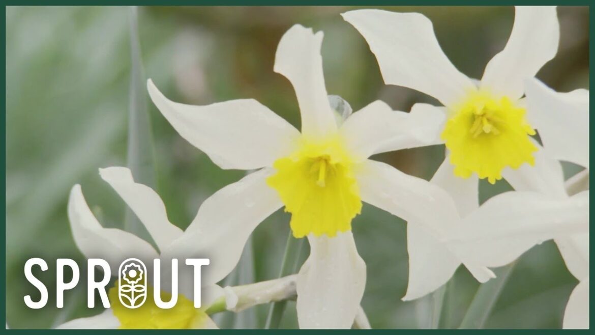 Spring Garden Tips - Stunning Bulbs, Ornamental Veg & Shrub Makeovers
