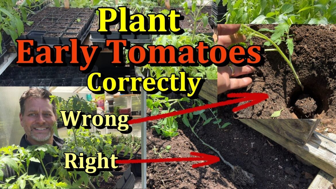Gary Pilarchik: Tips for Properly Planting Tomato Plants – Early Planting, Root Warmth, & Transplant Care Tips for Properly Planting Tomato Plants - Early Planting, Root Warmth, & Transplant Care