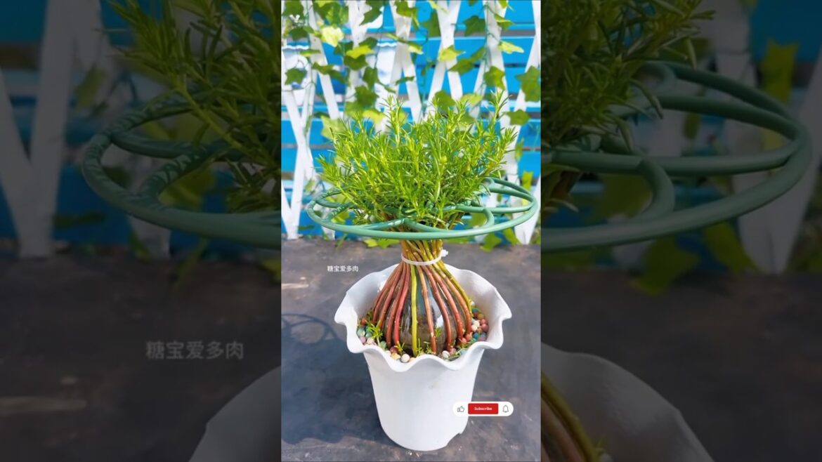 Recycling a plastic bottles for grow Portulaca flowers #plants #portulacaflower