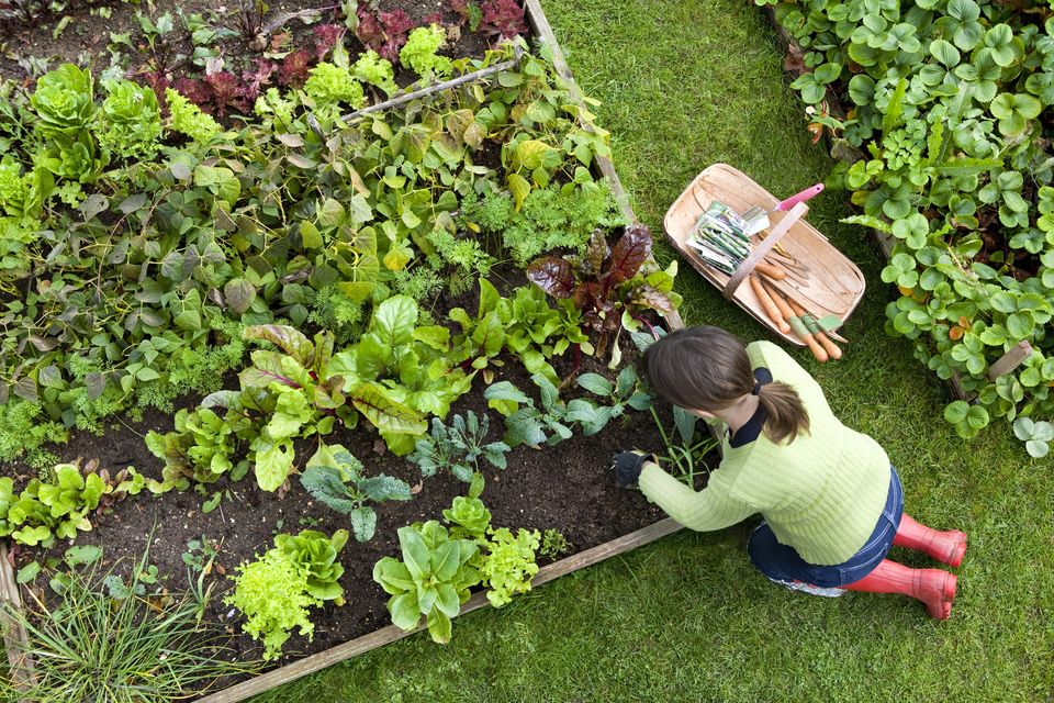Community gardens were discussed at the Sligo County Council monthly meeting