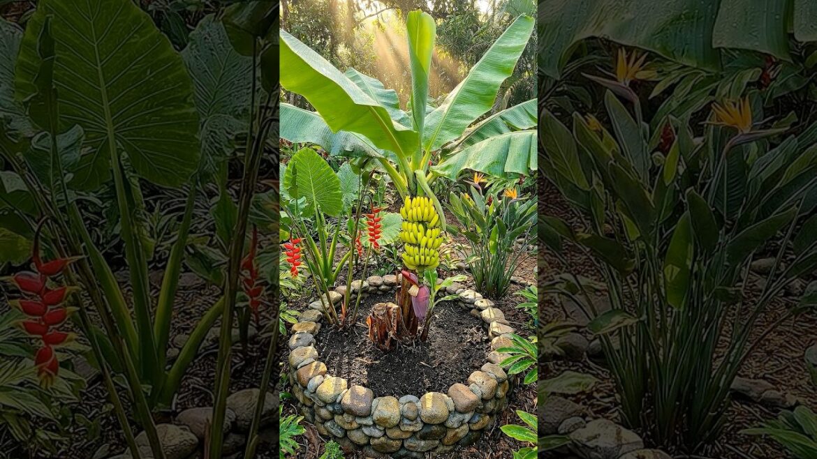 Realistic Timelapse of a Banana Tree Growing From a Cutting π Realistic Timelapse of a Banana Tree Growing From a Cutting π