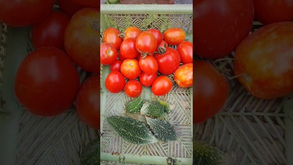 Aaj ki harvesting #organic #gardening #freshlypicked #healthy #vegetables