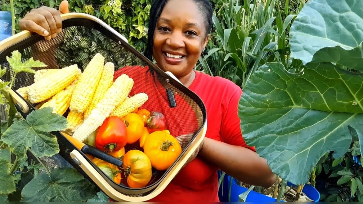 A Valuable Lesson Learned/My Garden Teaches Me Everyday/Container Garden Harvest