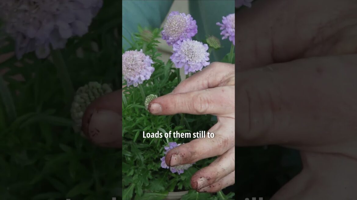 Turn Any Small Space Into a Lush Garden in Minutes🌿