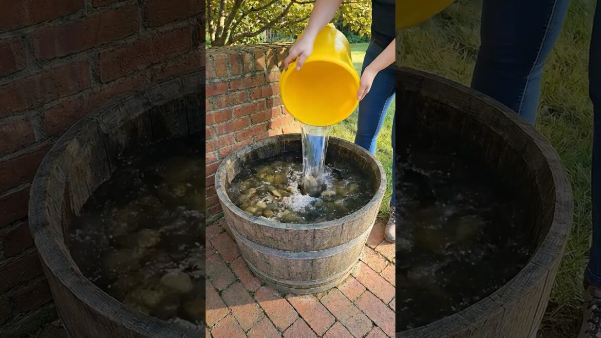 This $20 Container Became a STUNNING Mini Pond 💧 This $20 Container Became a STUNNING Mini Pond 💧