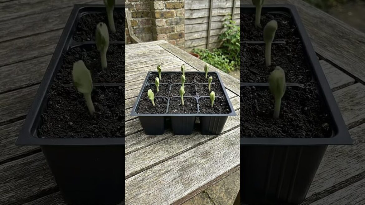 Sweet things can grow anywhere 🍉 #garden #gardening #farmingtraditions #satisfying #treeplanting