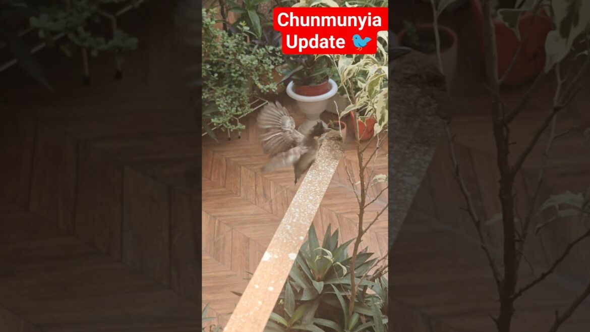 ЁЯСНЁЯРж рд▓реЛ рдЖрдЬ рдкрдХрдбрд╝ рдЖ рдЧрдИ рдЪреБрдирдореБрдирд┐рдпрд╛ #garden #shorts #ytshorts ЁЯСНЁЯРж рд▓реЛ рдЖрдЬ рдкрдХрдбрд╝ рдЖ рдЧрдИ рдЪреБрдирдореБрдирд┐рдпрд╛ #garden #shorts #ytshorts